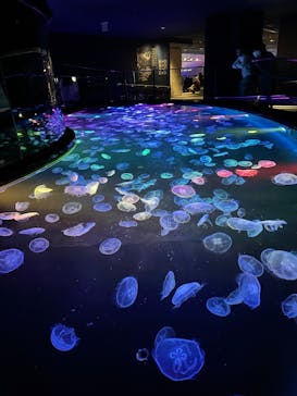 すみだ水族館に投稿された画像（2025/1/1）