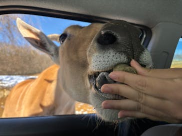 東北サファリパークに投稿された画像（2025/1/1）
