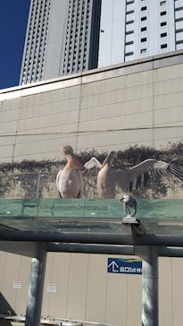 サンシャイン水族館に投稿された画像（2025/1/1）