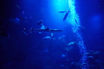 京都水族館に投稿された画像（2025/1/1）