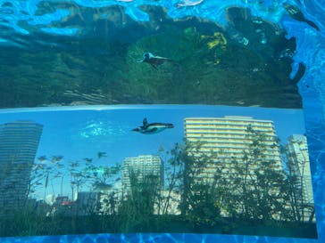 アソビュー！ポイントに投稿された画像（2025/1/1）