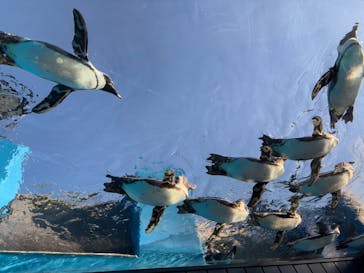 アソビュー！ポイントに投稿された画像（2025/1/1）