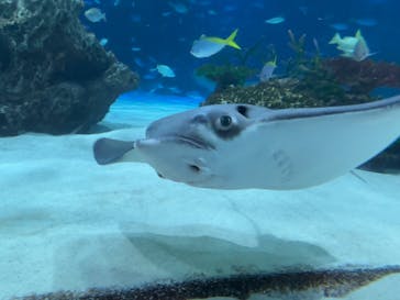 アソビュー！ポイントに投稿された画像（2025/1/1）