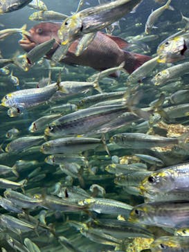 アソビュー！ポイントに投稿された画像（2025/1/1）