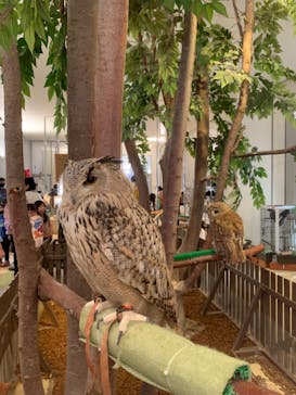 Moff animal cafe イオンモール幕張新都心店に投稿された画像（2025/1/1）