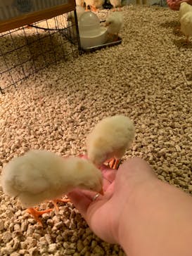 Moff animal cafe イオンモール幕張新都心店に投稿された画像（2025/1/1）