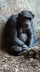 よこはま動物園ズーラシアに投稿された画像（2025/1/1）