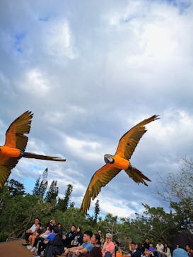 美らヤシパークオキナワ・東南植物楽園に投稿された画像（2025/1/2）