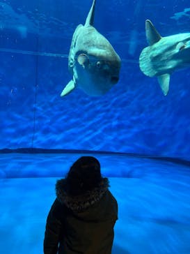 アクアワールド茨城県大洗水族館に投稿された画像（2025/1/2）