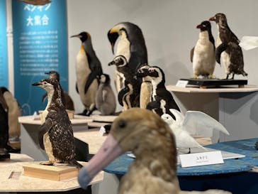 特別展「鳥 ～ゲノム解析が解き明かす新しい鳥類の系統～」国立科学博物館に投稿された画像（2025/1/2）