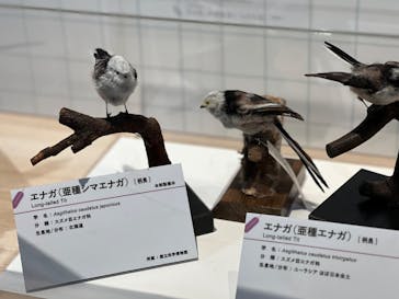 特別展「鳥 ～ゲノム解析が解き明かす新しい鳥類の系統～」国立科学博物館に投稿された画像（2025/1/2）