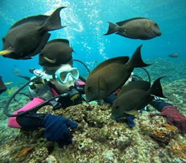 沖縄マリンサービス碧に投稿された画像（2025/1/2）