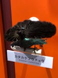 特別展「鳥 ～ゲノム解析が解き明かす新しい鳥類の系統～」国立科学博物館に投稿された画像（2025/1/2）