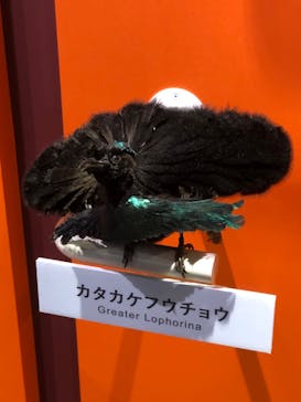 特別展「鳥 ～ゲノム解析が解き明かす新しい鳥類の系統～」国立科学博物館に投稿された画像（2025/1/2）