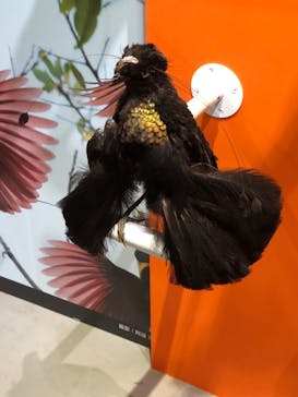 特別展「鳥 ～ゲノム解析が解き明かす新しい鳥類の系統～」国立科学博物館に投稿された画像（2025/1/2）