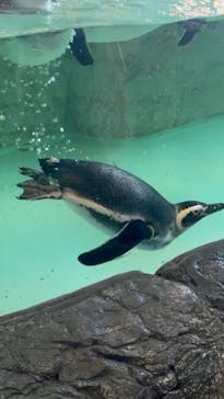しながわ水族館に投稿された画像（2025/1/2）