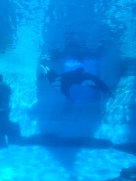 名古屋港水族館に投稿された画像（2025/1/2）