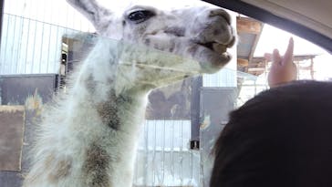 那須サファリパークに投稿された画像（2025/1/2）