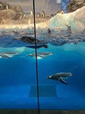 名古屋港水族館に投稿された画像（2025/1/2）
