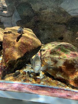 名古屋港水族館に投稿された画像（2025/1/2）