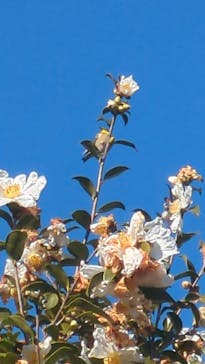 はままつフラワーパークに投稿された画像（2025/1/2）