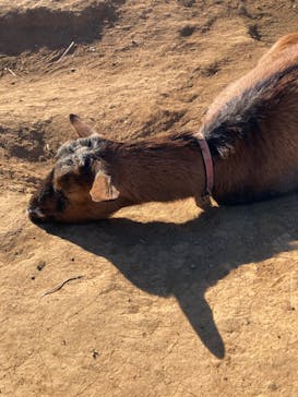 成田ゆめ牧場に投稿された画像（2025/1/2）