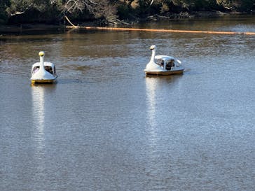 淡路ファームパーク イングランドの丘に投稿された画像（2025/1/2）