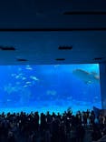 沖縄美ら海水族館に投稿された画像（2025/1/2）