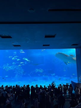 沖縄美ら海水族館に投稿された画像（2025/1/2）