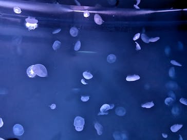 サンシャイン水族館に投稿された画像（2025/1/2）