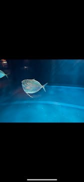 環境水族館アクアマリンふくしまに投稿された画像（2025/1/2）