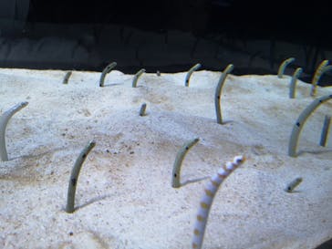 すみだ水族館に投稿された画像（2025/1/2）