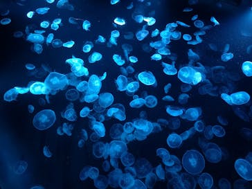 すみだ水族館に投稿された画像（2025/1/2）