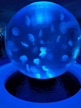 新江ノ島水族館に投稿された画像（2025/1/2）