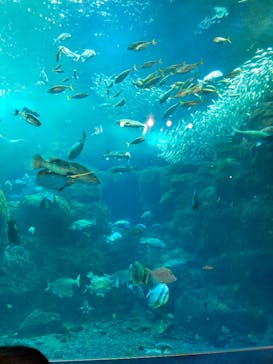 新江ノ島水族館に投稿された画像（2025/1/2）