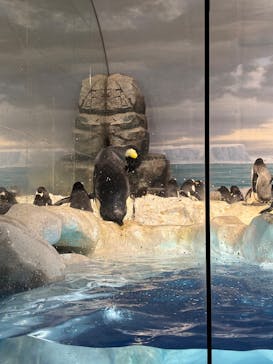 名古屋港水族館に投稿された画像（2025/1/2）