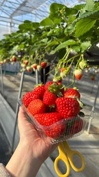 淡路ファームパーク イングランドの丘に投稿された画像（2025/1/2）