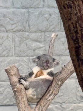 淡路ファームパーク イングランドの丘に投稿された画像（2025/1/2）