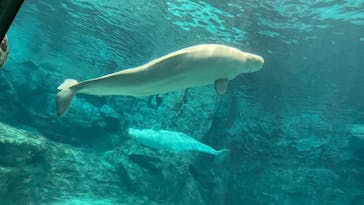 名古屋港水族館に投稿された画像（2025/1/2）