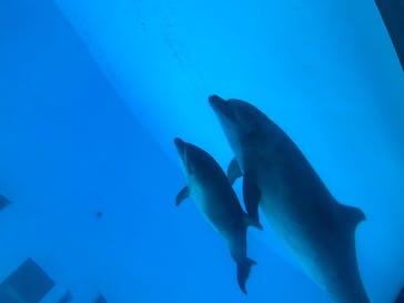 名古屋港水族館に投稿された画像（2025/1/2）