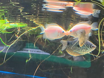 カワスイ 川崎⽔族館に投稿された画像（2025/1/2）