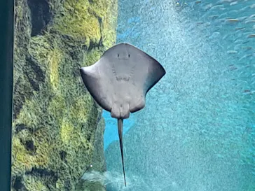 仙台うみの杜水族館に投稿された画像（2025/1/2）