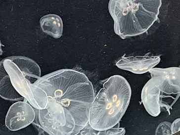 仙台うみの杜水族館に投稿された画像（2025/1/2）