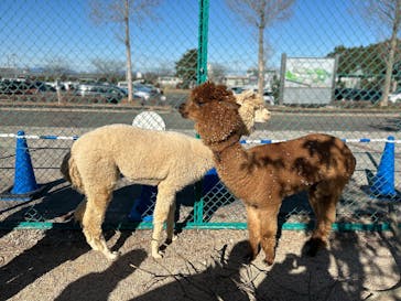 霞ケ浦 どうぶつとみんなのいえに投稿された画像（2025/1/2）