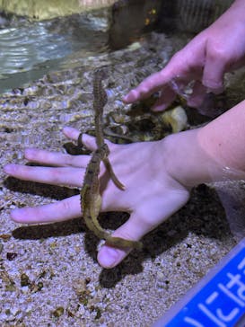 ゼロ距離水族館 伊勢シーパラダイスに投稿された画像（2025/1/2）