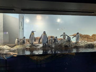 マクセル アクアパーク品川に投稿された画像（2025/1/2）