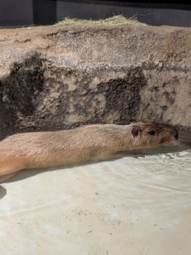 マクセル アクアパーク品川に投稿された画像（2025/1/2）