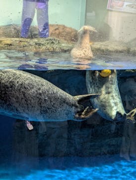 マクセル アクアパーク品川に投稿された画像（2025/1/2）