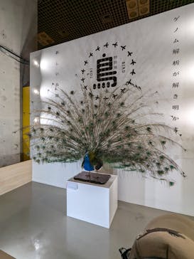 特別展「鳥 ～ゲノム解析が解き明かす新しい鳥類の系統～」国立科学博物館に投稿された画像（2025/1/2）