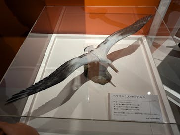 特別展「鳥 ～ゲノム解析が解き明かす新しい鳥類の系統～」国立科学博物館に投稿された画像（2025/1/2）